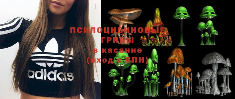 Галлюциногенные грибы Cubensis  Красавино 